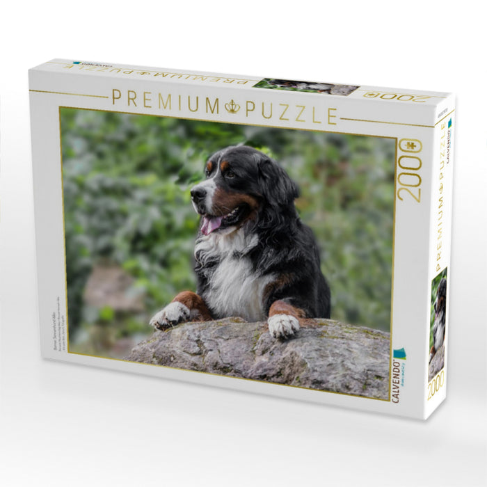 Berner Sennenhund Aiko - CALVENDO Foto-Puzzle'