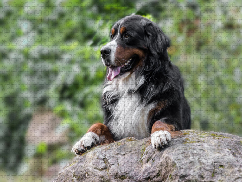 Berner Sennenhund Aiko - CALVENDO Foto-Puzzle'