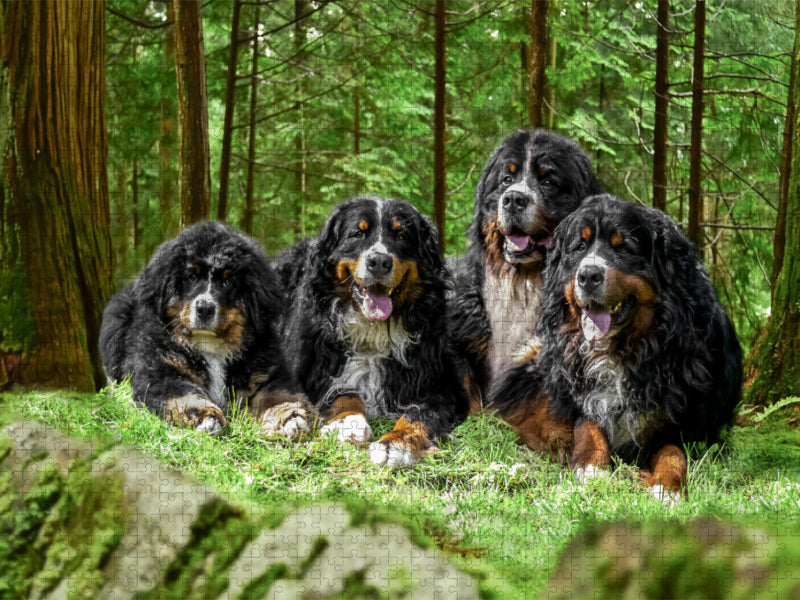 Vier Berner Rüden auf Abenteuer - CALVENDO Foto-Puzzle'