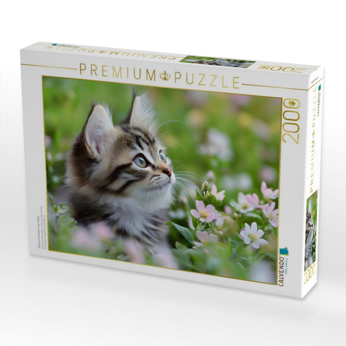 Verträumte Katze in der Wiese - CALVENDO Foto-Puzzle'