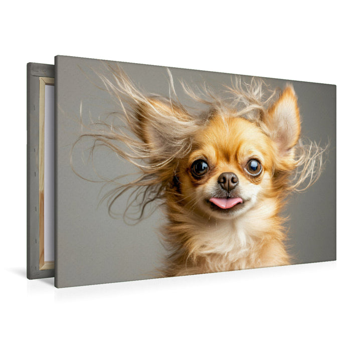 Premium Textil-Leinwand Chihuahua