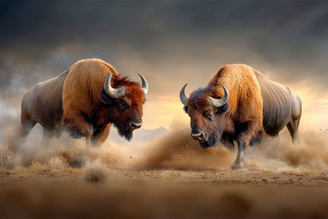 Premium Textil-Leinwand Büffel