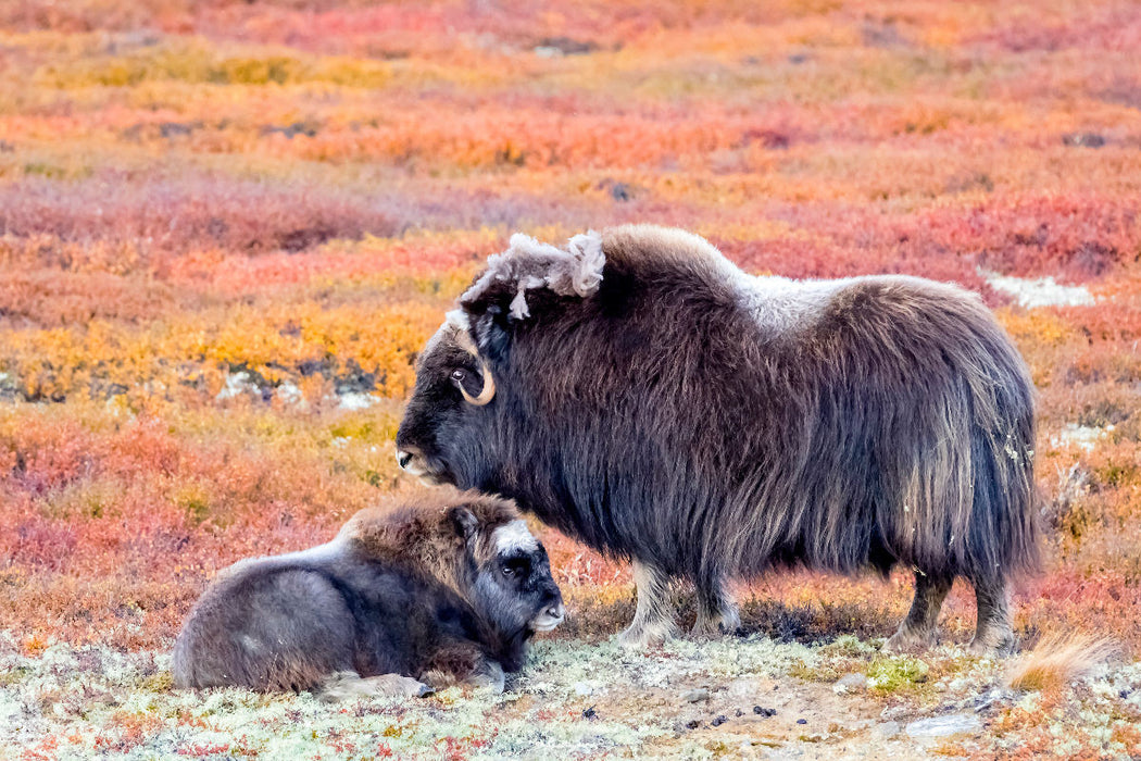 Premium Textil-Leinwand Moschusochsen Kuh mit Kalb