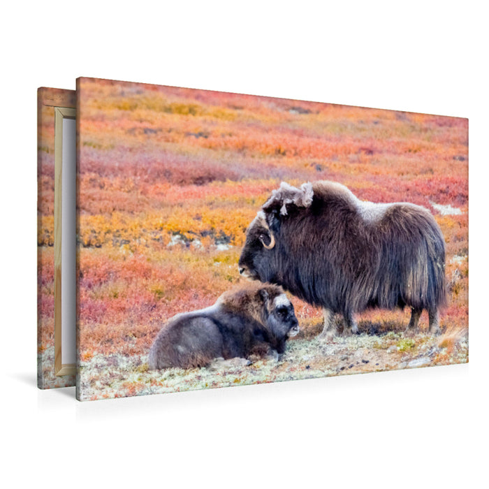 Premium Textil-Leinwand Moschusochsen Kuh mit Kalb