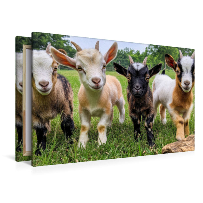 Premium Textil-Leinwand Ziegen