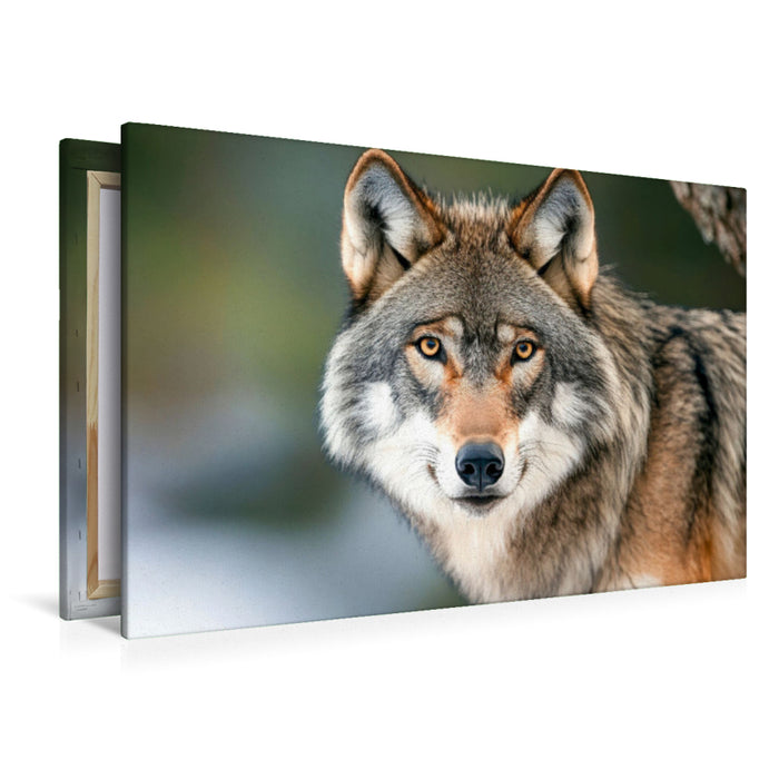 Premium Textil-Leinwand Wölfe