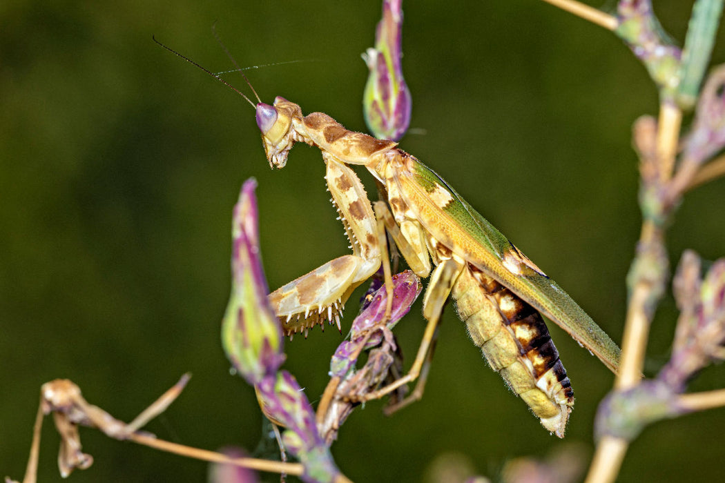 Premium Textil-Leinwand Ein Motiv aus dem Kalender Mystische Jägerinnen