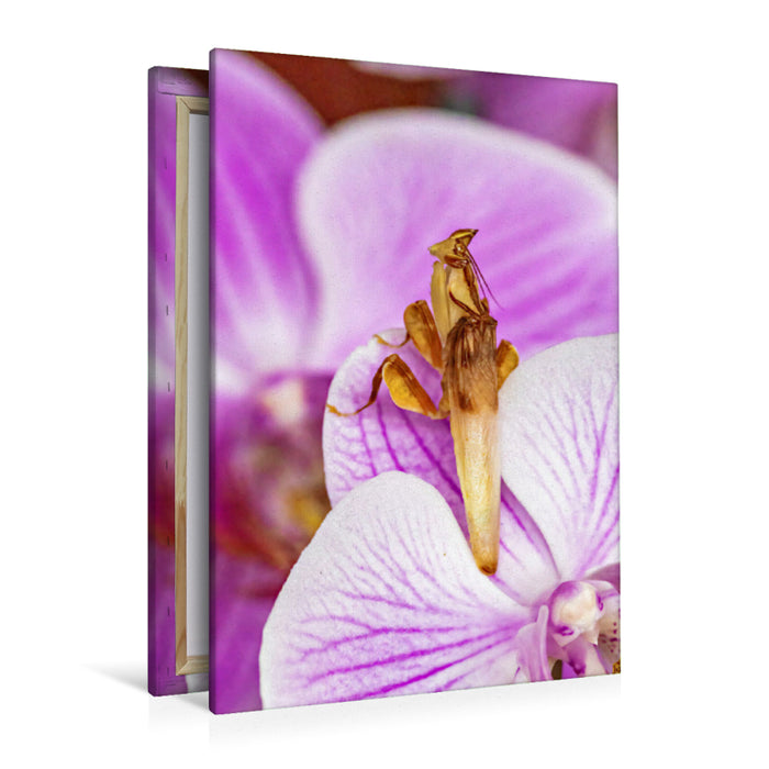 Premium Textil-Leinwand Orchideenmantis