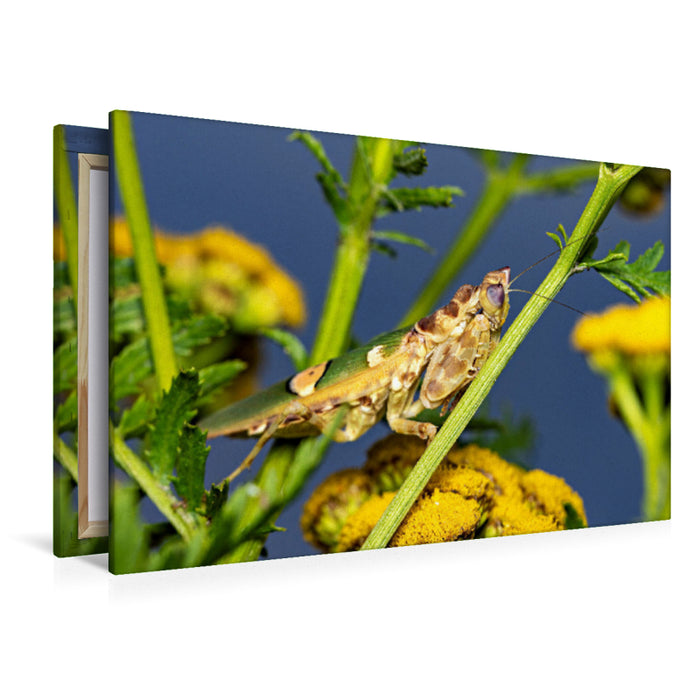 Premium Textil-Leinwand Blütenmantis