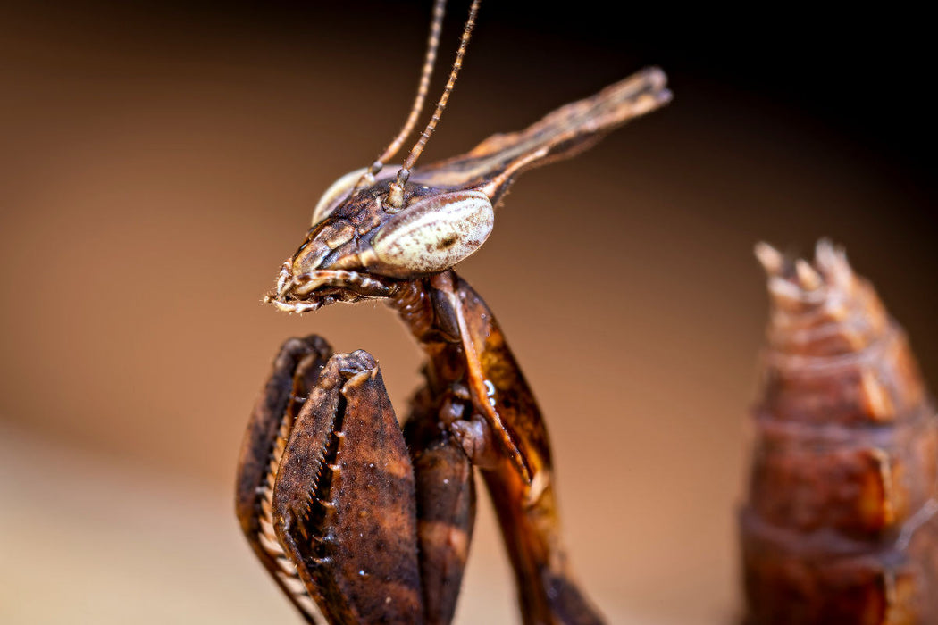 Premium Textil-Leinwand Geistermantis