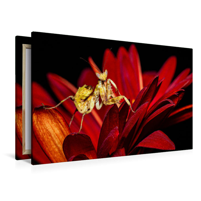 Premium Textil-Leinwand Blütenmantis