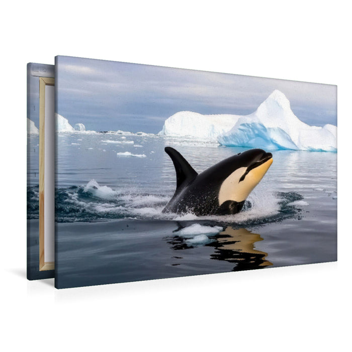 Premium Textil-Leinwand Antarktis, Orca