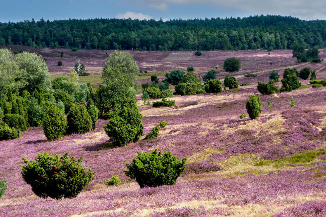 Premium Textil-Leinwand Blühende Heidelandschaft