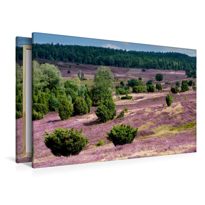Premium Textil-Leinwand Blühende Heidelandschaft