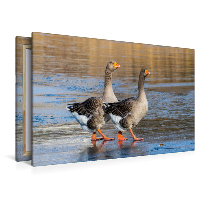 Premium Textil-Leinwand Zwei Graugänse