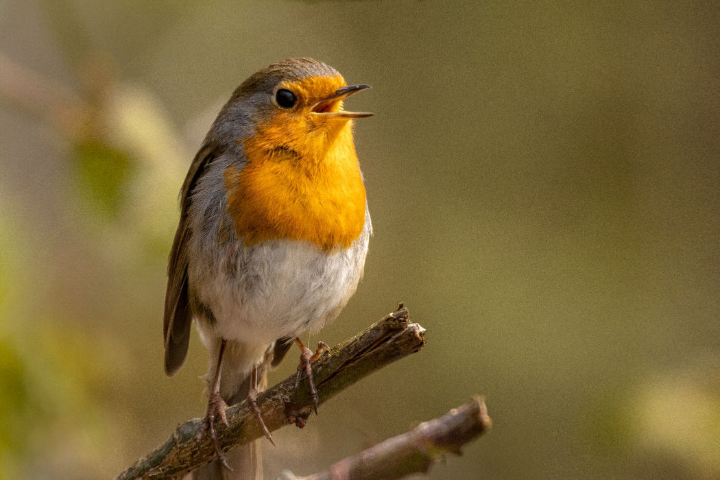 Premium Textil-Leinwand Frühlingsmelodie