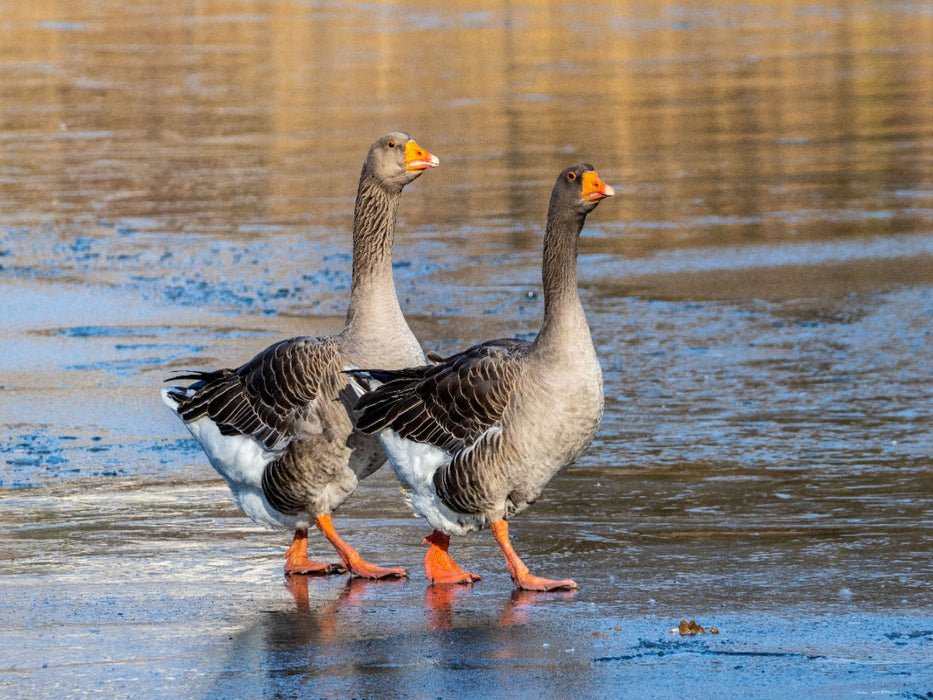 Zwei Graugänse - CALVENDO Foto-Puzzle'