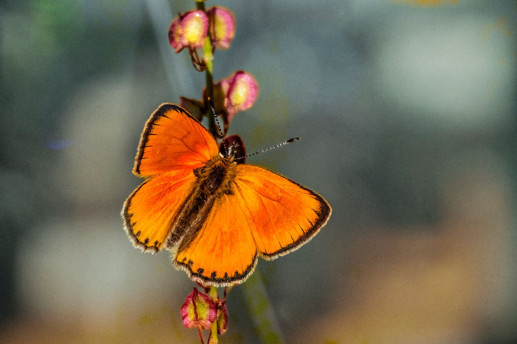 Premium Textil-Leinwand Ein Motiv aus dem Kalender Zauberhafte Schmetterlinge - Ein Jahr voller Farben
