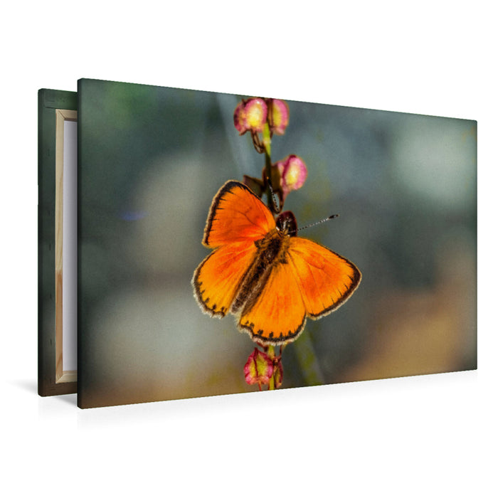 Premium Textil-Leinwand Ein Motiv aus dem Kalender Zauberhafte Schmetterlinge - Ein Jahr voller Farben