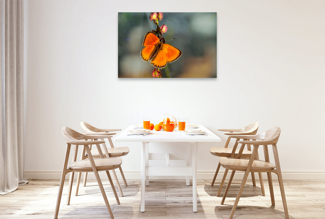 Premium Textil-Leinwand Ein Motiv aus dem Kalender Zauberhafte Schmetterlinge - Ein Jahr voller Farben