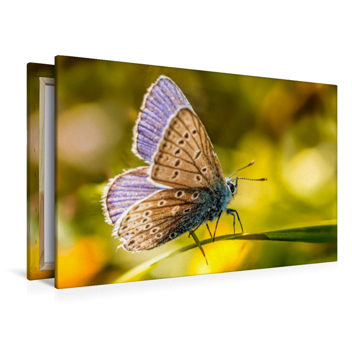 Premium Textil-Leinwand Ein Bläulingsfalter, genauer gesagt ein Blauhechel-Bläuling (Polyommatus icarus), der sanft auf einem Blatt ruht.