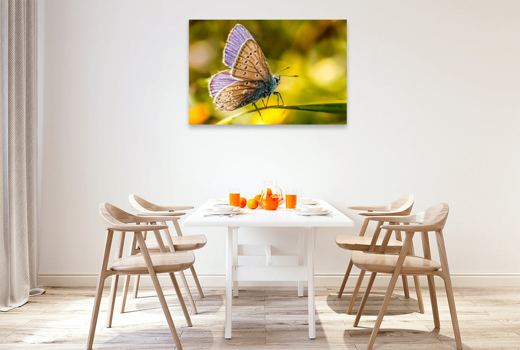Premium Textil-Leinwand Ein Bläulingsfalter, genauer gesagt ein Blauhechel-Bläuling (Polyommatus icarus), der sanft auf einem Blatt ruht.