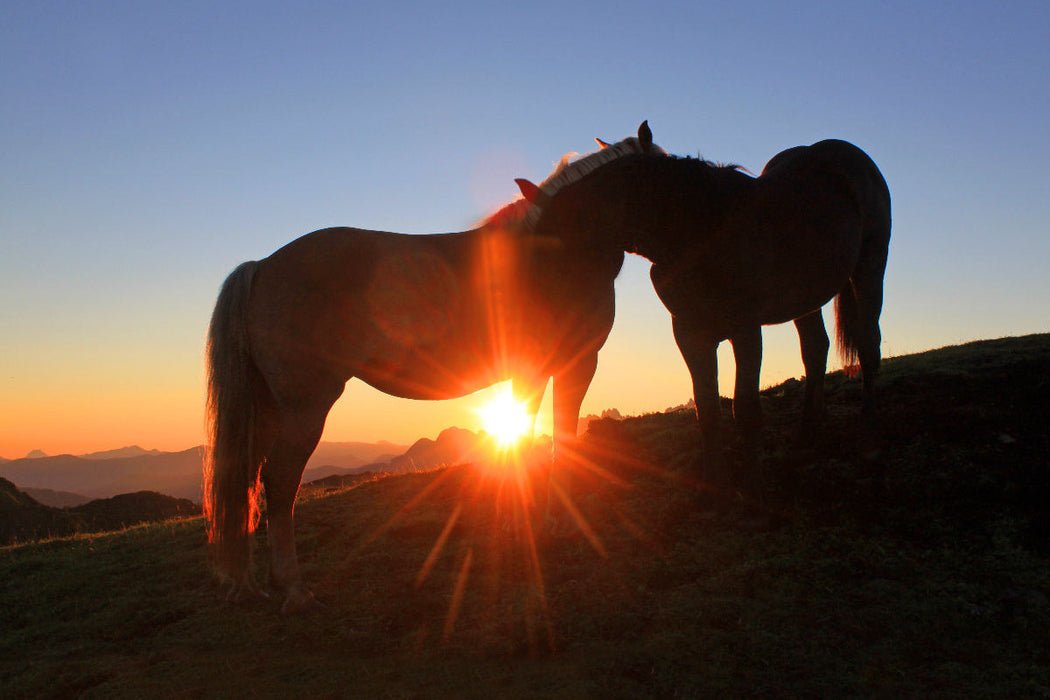 Premium Textil-Leinwand Zwei verliebte Pferde am Frommerkogel