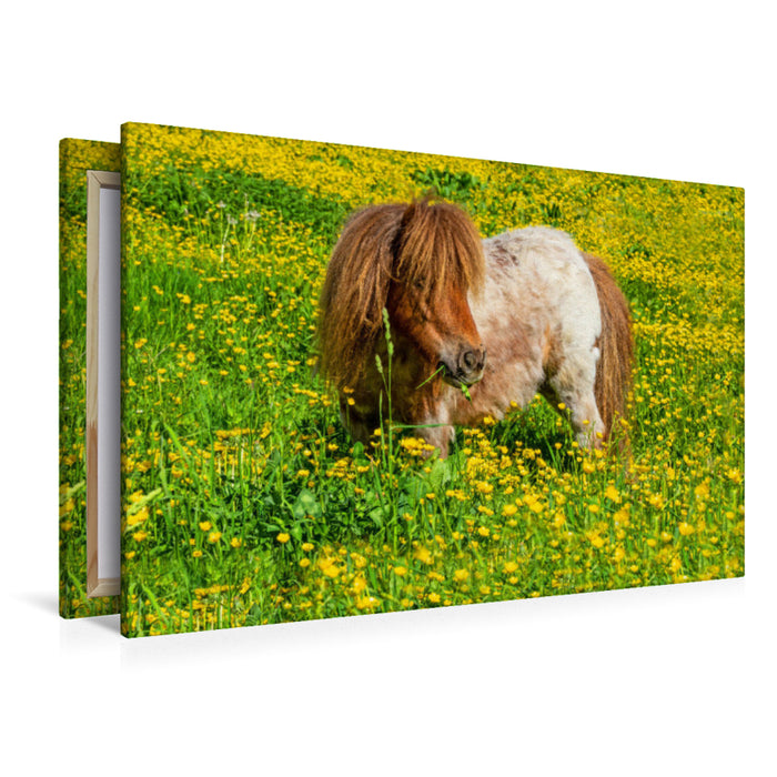 Premium Textil-Leinwand Ein Pony in der Sommerwiese in Radstadt