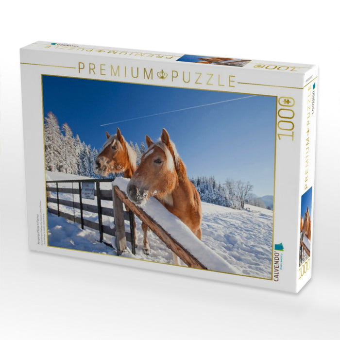 Neugierige Pferde in Flachau - CALVENDO Foto-Puzzle'