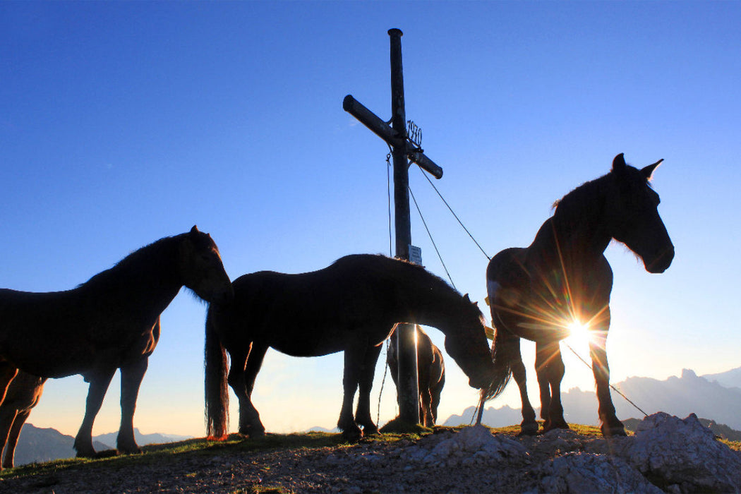 Premium Textil-Leinwand Pferdemesse am Frommerkogel