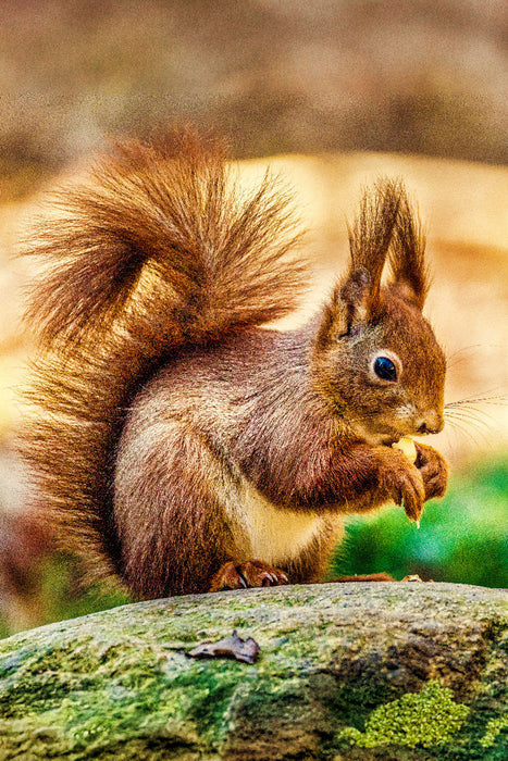 Premium Textil-Leinwand Die dunklen, glänzenden Augen des Eichhörnchens sind aufmerksam auf sein Futter gerichtet, während seine kleinen Ohren mit feinen Haarbüscheln spitz in die Luft ragen.
