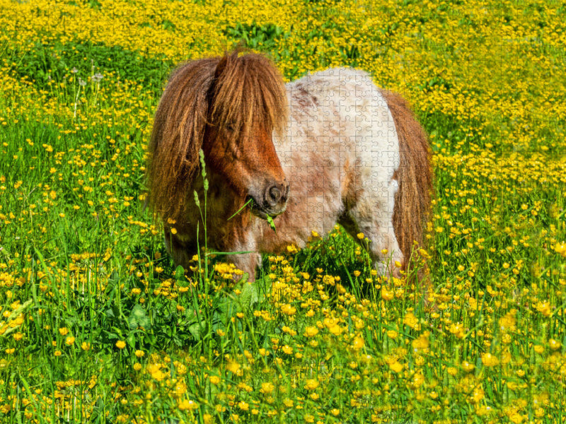 Ein Pony in der Sommerwiese in Radstadt - CALVENDO Foto-Puzzle'
