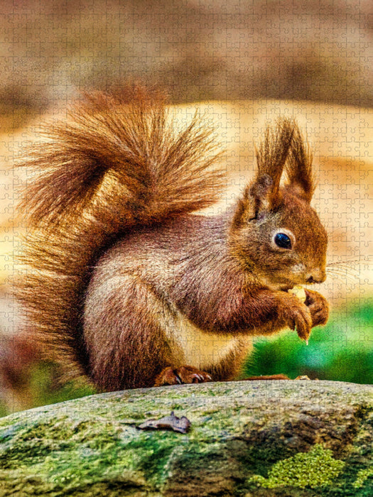 Die dunklen, glänzenden Augen des Eichhörnchens sind aufmerksam auf sein Futter gerichtet, während seine kleinen Ohren mit feinen Haarbüscheln spitz in die Luft ragen. - CALVENDO Foto-Puzzle'