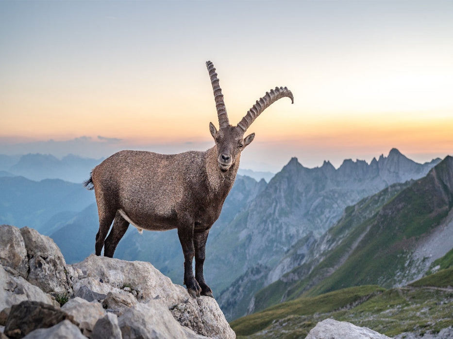 Der König und sein Königreich - CALVENDO Foto-Puzzle'