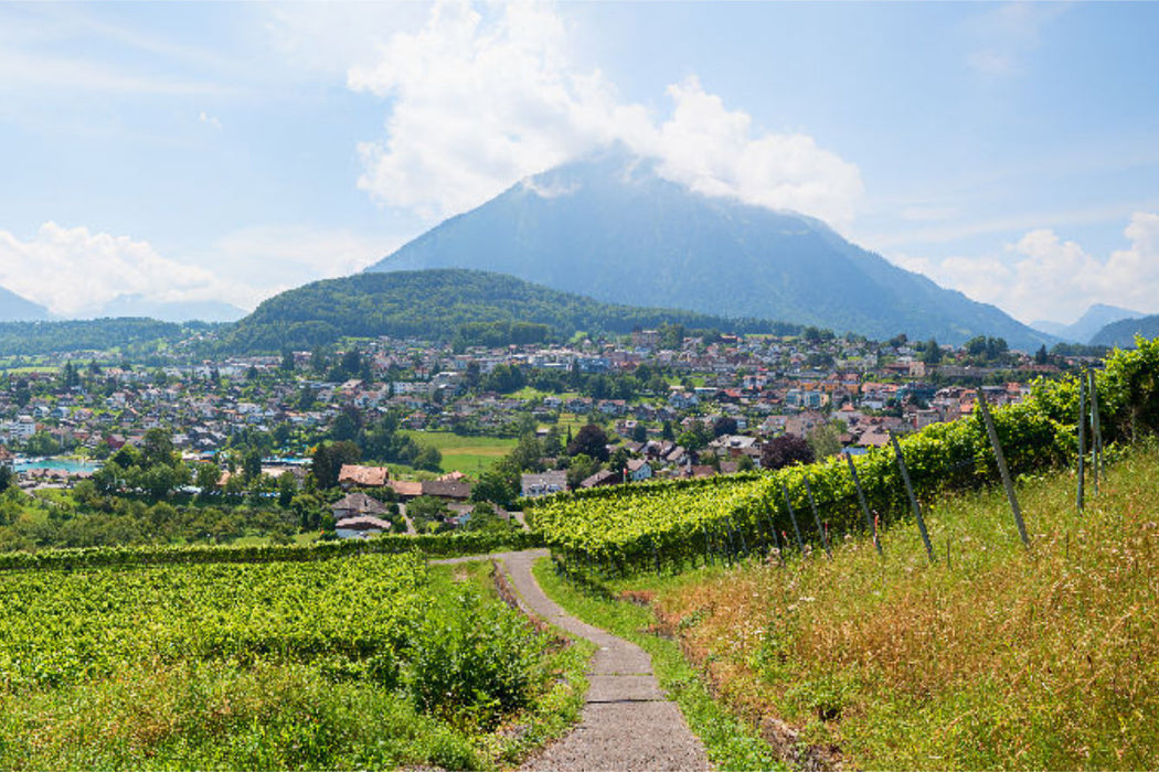 Premium Textil-Leinwand Rebberg Spiez am Thunersee