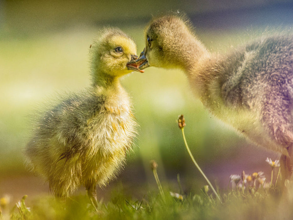 Zärtliche Begegnung – Ein Moment unter Gänseküken - CALVENDO Foto-Puzzle'