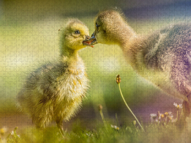 Zärtliche Begegnung – Ein Moment unter Gänseküken - CALVENDO Foto-Puzzle'