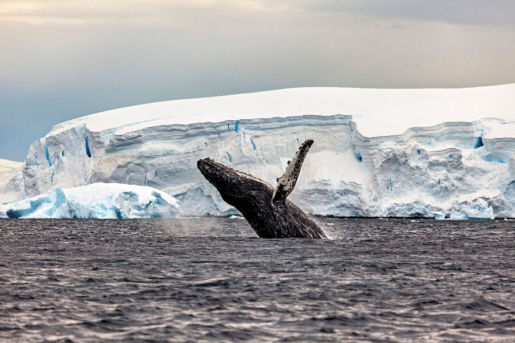 Premium Textil-Leinwand Ein Motiv aus dem Kalender Expedition Antarktis