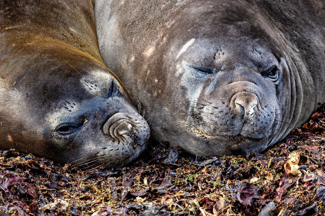 Premium Textil-Leinwand Seelöwen