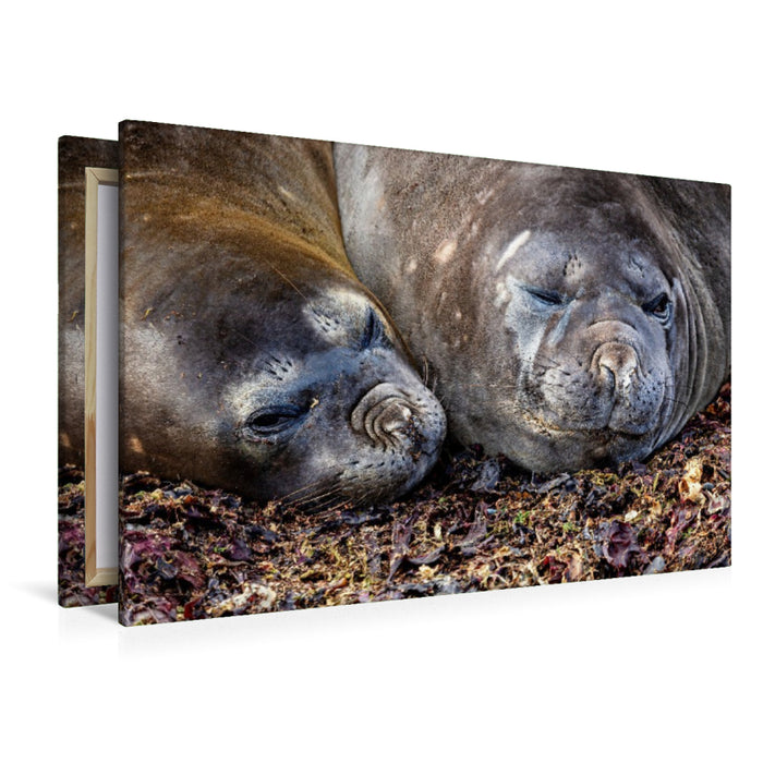 Premium Textil-Leinwand Seelöwen