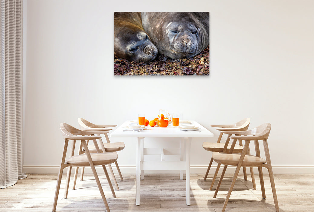 Premium Textil-Leinwand Seelöwen
