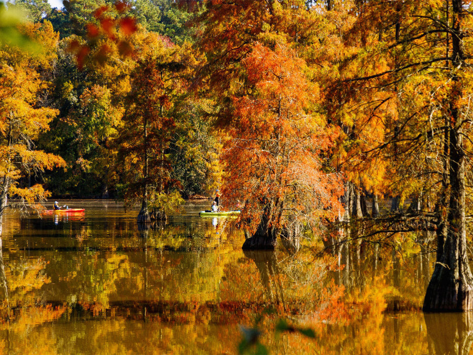 Kanufahrer und Sumpfzypressen im Trap Pond State Park – Delaware - CALVENDO Foto-Puzzle'