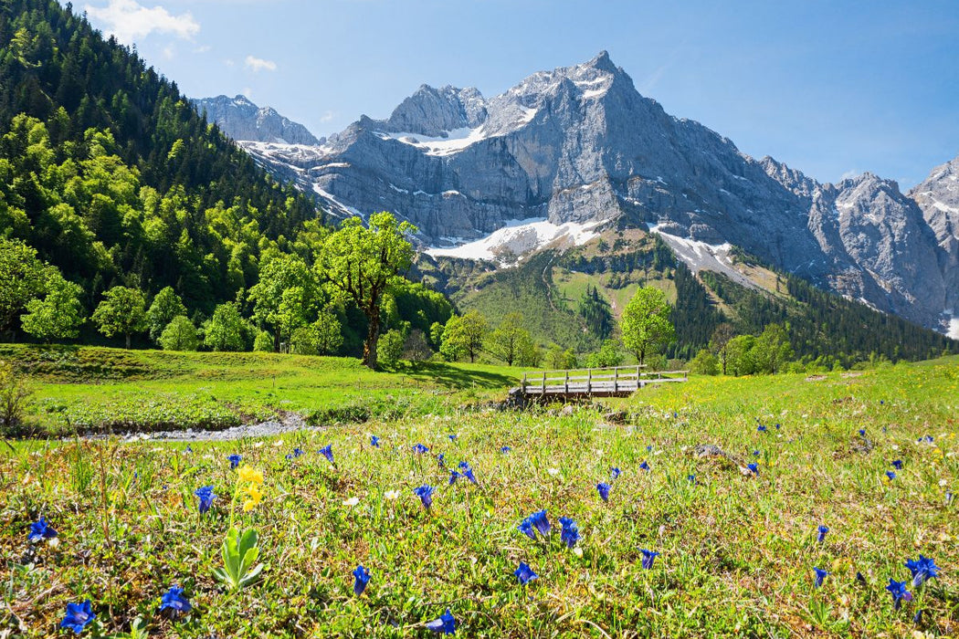 Premium Textil-Leinwand Enzianblüte in der Eng