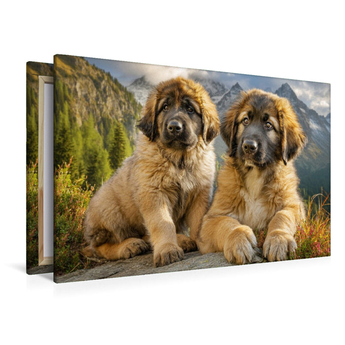 Premium Textil-Leinwand Süße Leonberger Welpen