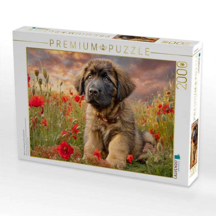 Kleiner Leonberger als Herzensbrecher - CALVENDO Foto-Puzzle'