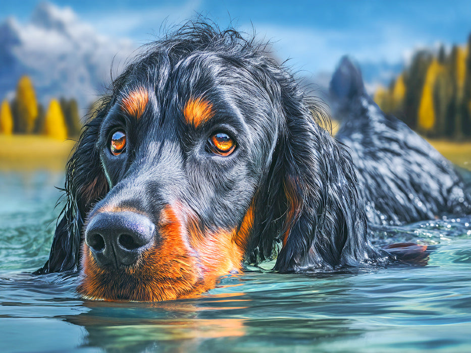 Gordon Setter im Wasser - CALVENDO Foto-Puzzle'