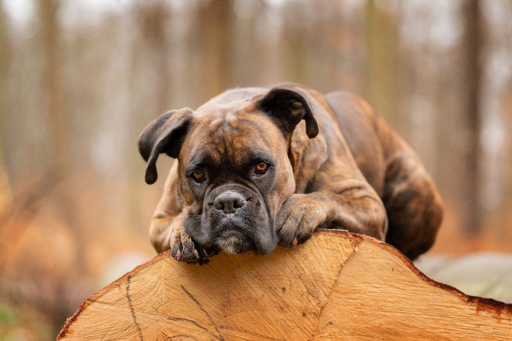 Premium Textil-Leinwand Der Boxer und das Holz der Zeit