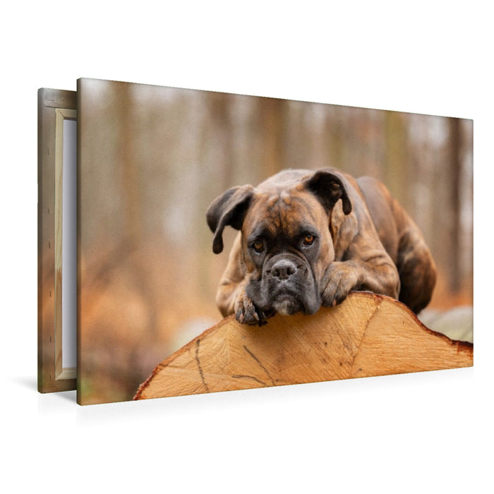 Premium Textil-Leinwand Der Boxer und das Holz der Zeit