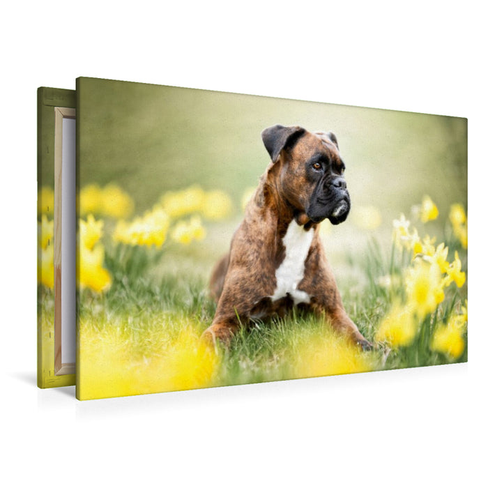 Premium Textil-Leinwand Boxer im Blütenrausch