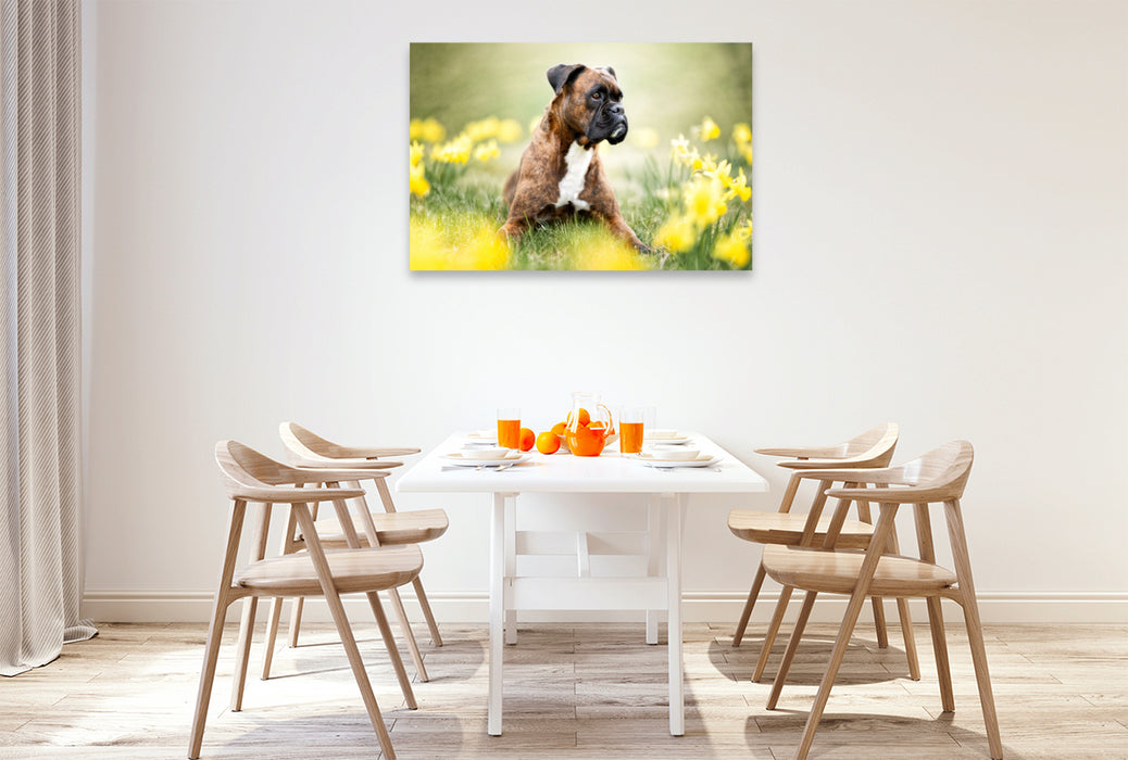 Premium Textil-Leinwand Boxer im Blütenrausch